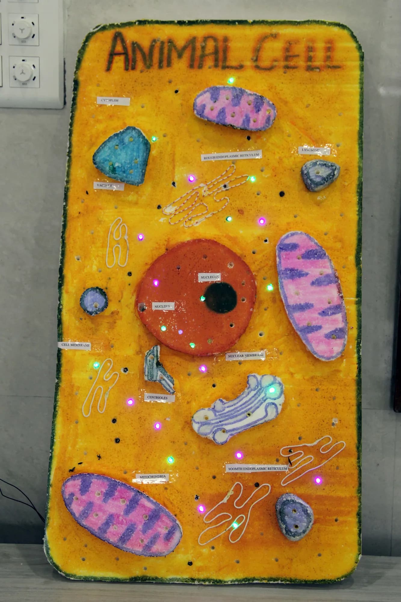 Student-made animal cell model with labelled organelles, lit from within