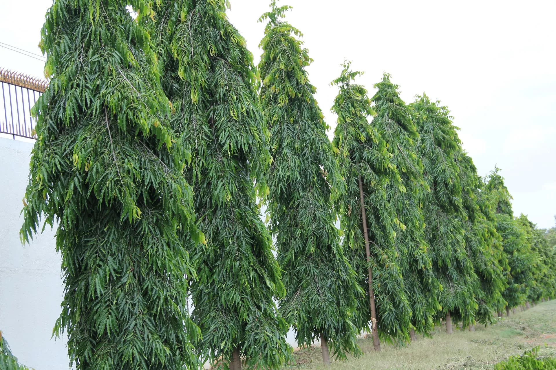 Mature ashoka trees receding along the compound wall