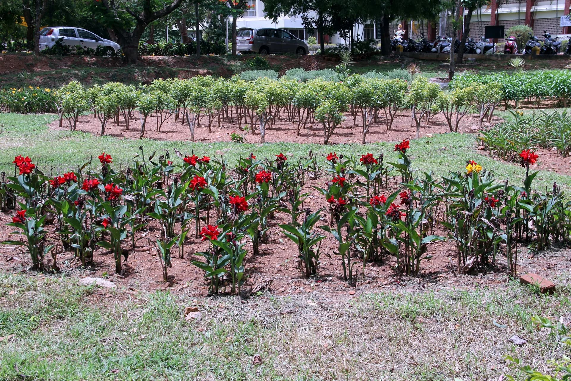 Flowering canna beds in front of the academic blocks at PSSEMR School, Davangere