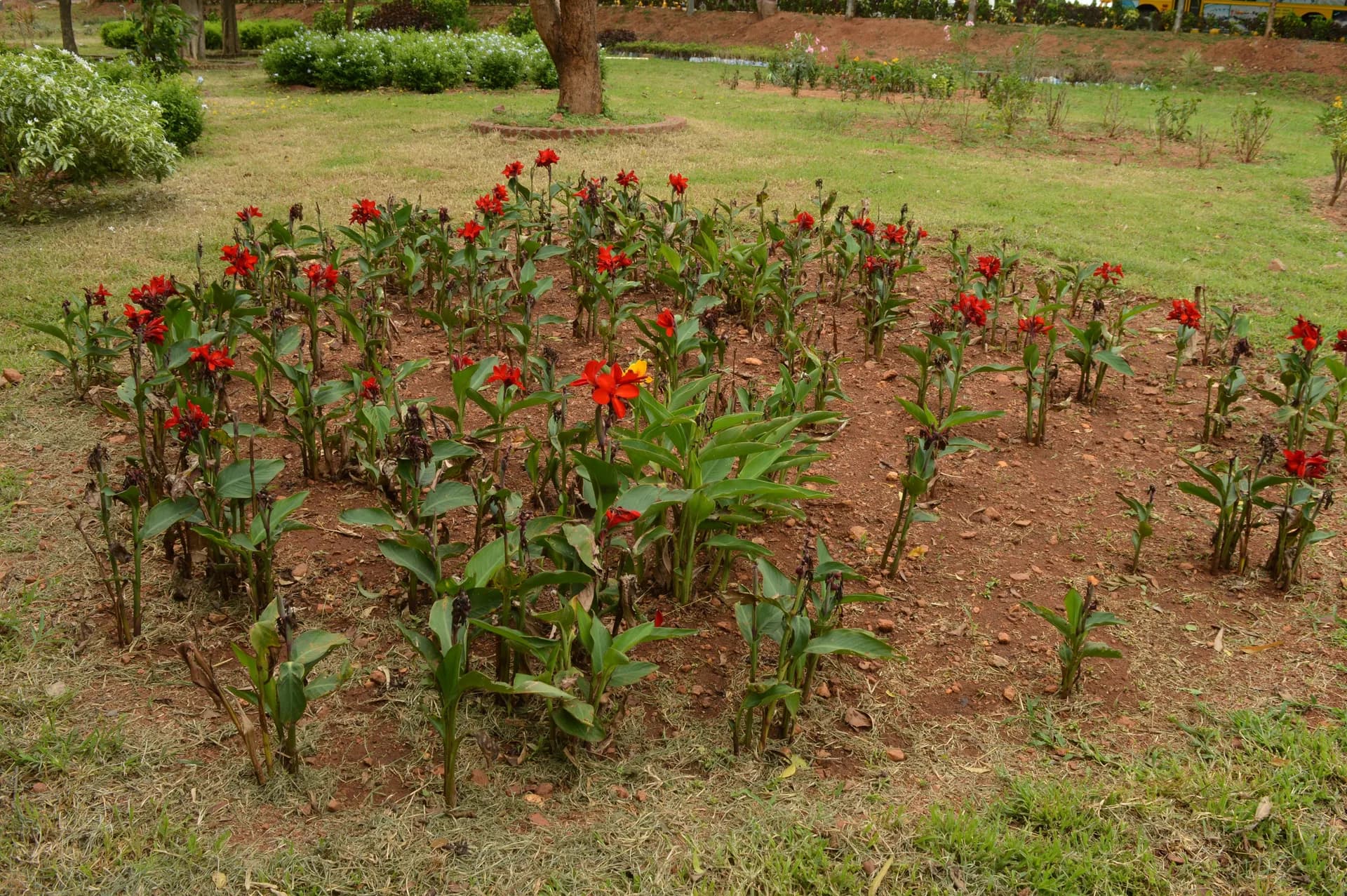 Circular bed of red canna lilies set into the campus lawn