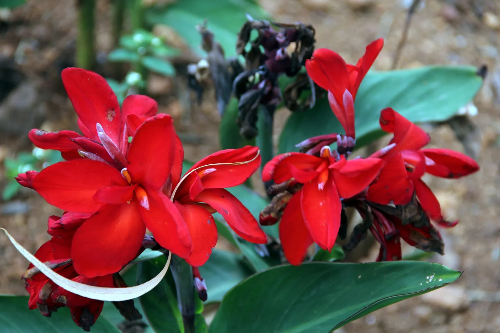 Deep red canna flowers held above broad green leaves