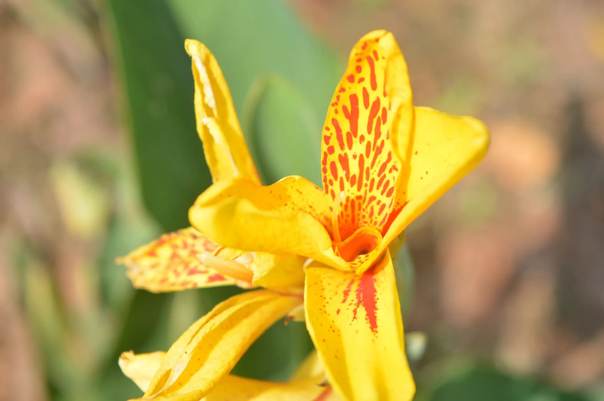 A yellow canna flower speckled with orange, seen close up