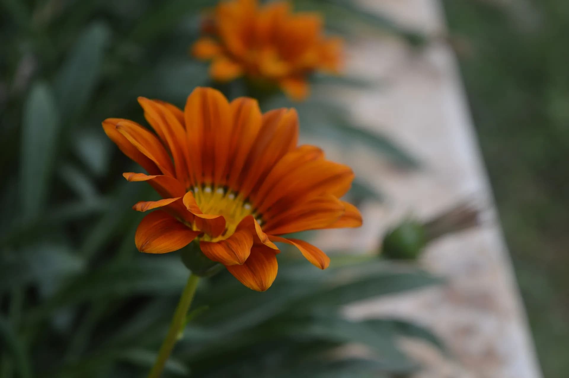 A single orange gazania bloom in shallow focus