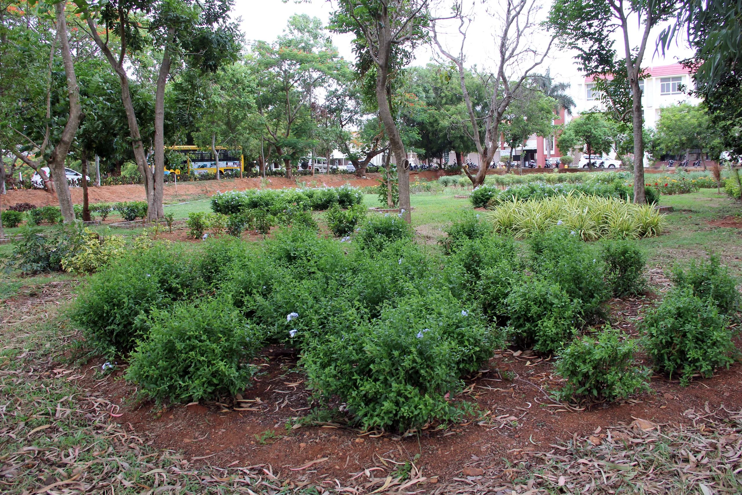 Planted grounds and mature shade trees on the PSSEMR School campus