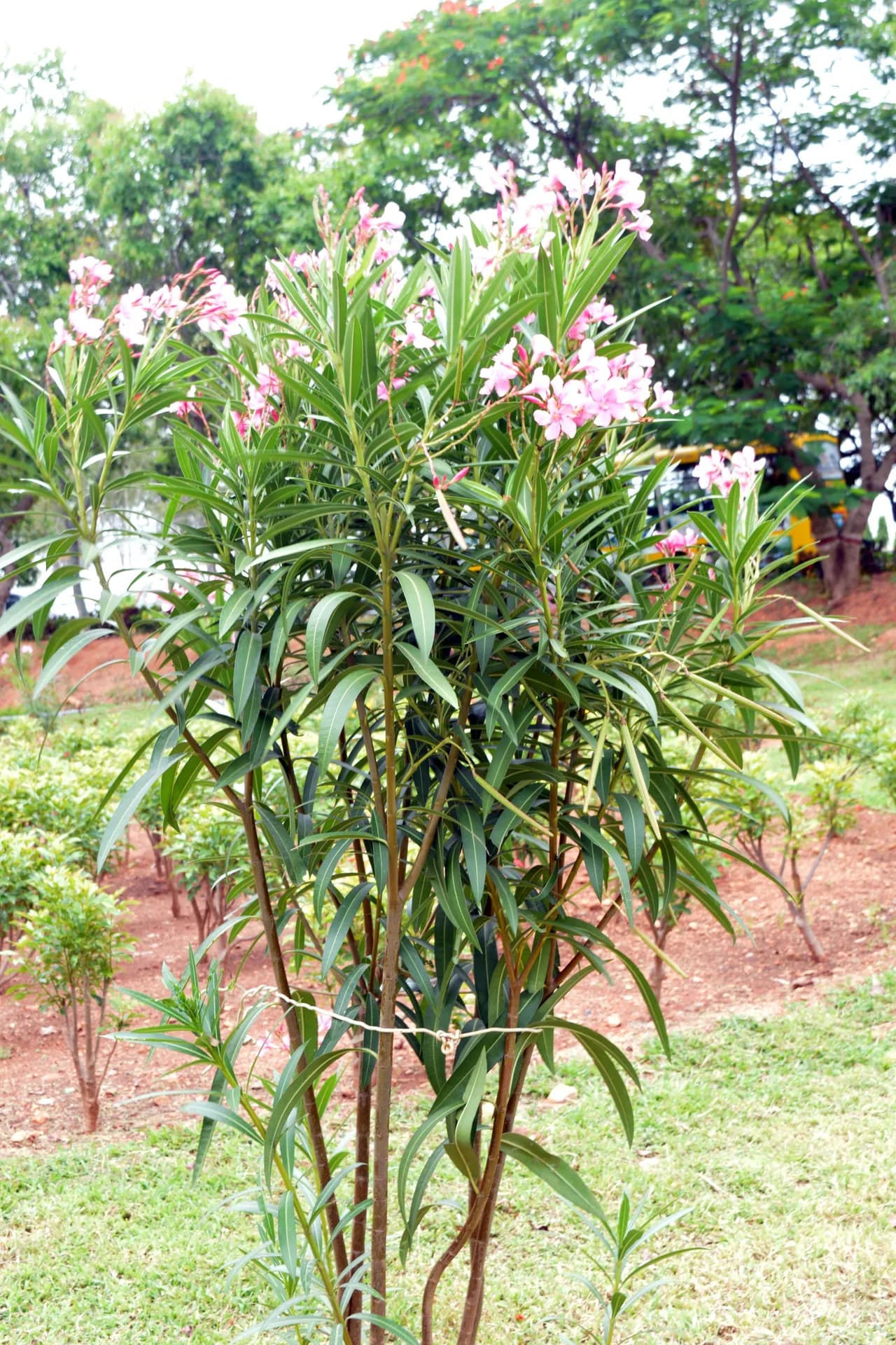 Pink oleander flowering on a shrub beside the campus lawn