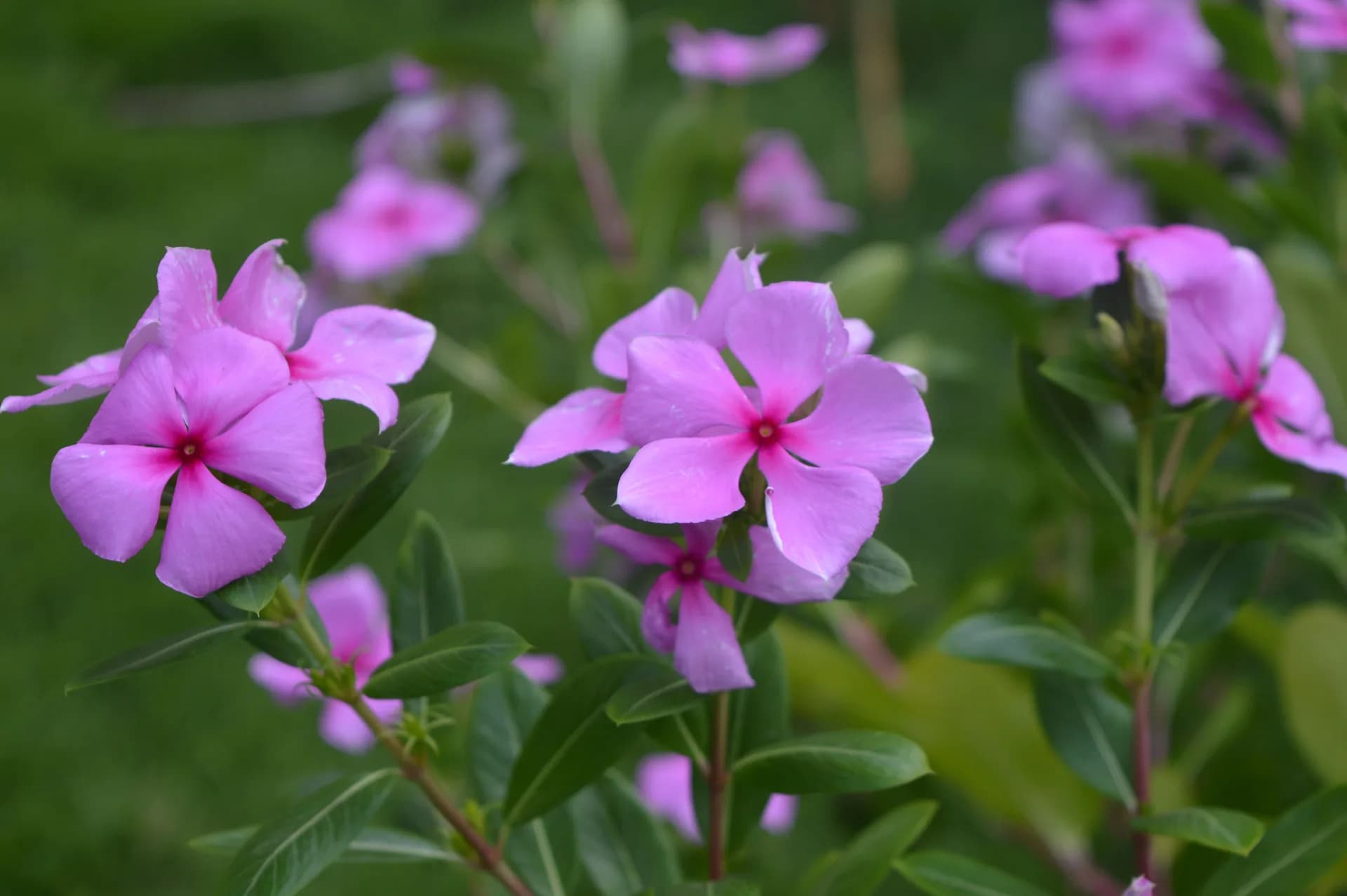 Pink periwinkle flowers scattered among glossy green leaves