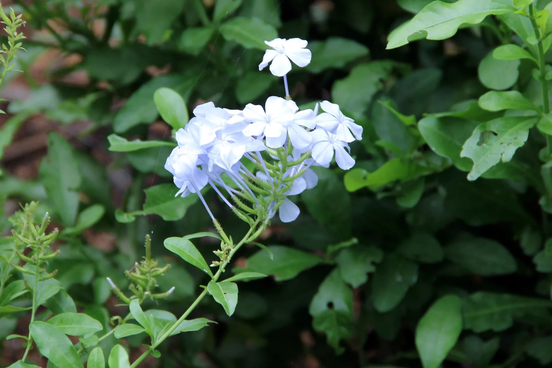 Pale-blue plumbago flowers opening against dark green foliage