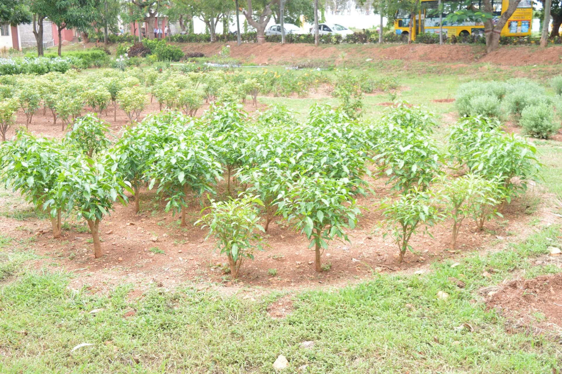 Rows of young saplings in prepared beds of red earth