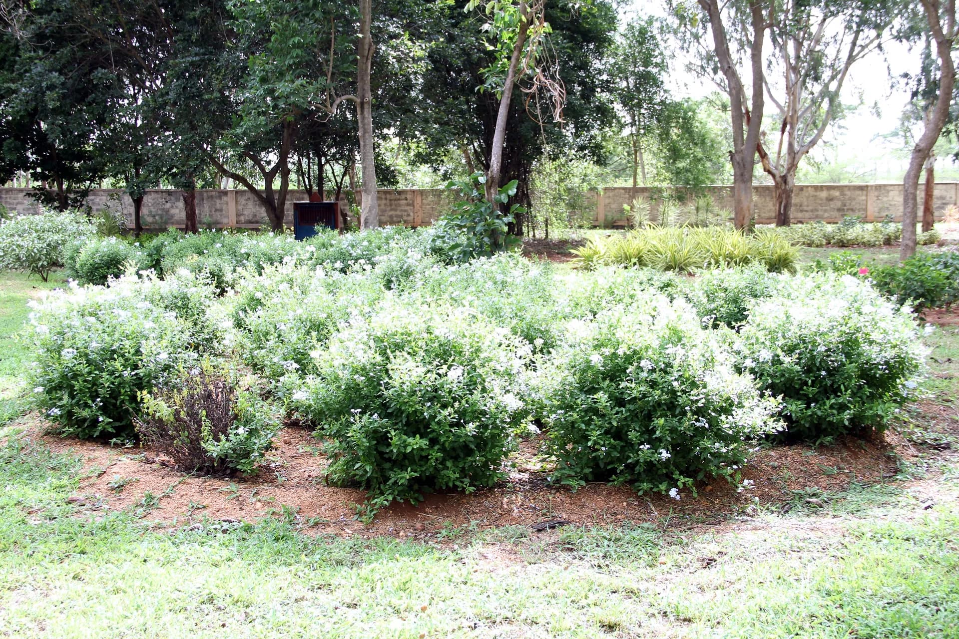 Bed of white flowering shrubs beside the campus boundary wall