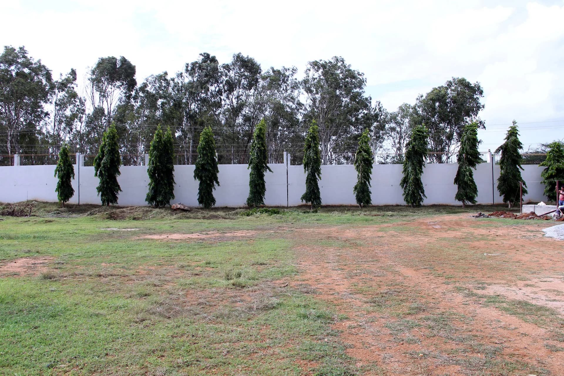 Young ashoka trees planted in a line along the white compound wall